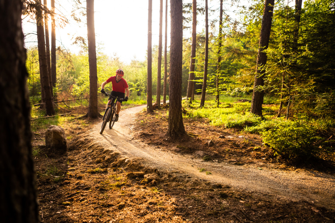 Mountain biker in a red jersey riding a dirt trail through a sunlit pine forest